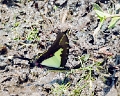 PAPILIONIDAE, Protographium dioxippus